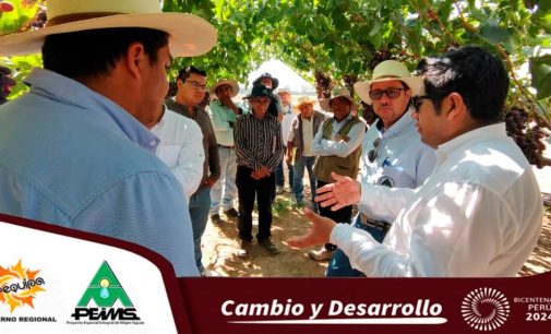 AUTODEMA CONTINÚA CON LA MEJORA DE PRODUCCIÓN Y CALIDAD DE UVAS EN MAJES