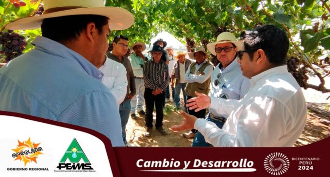 AUTODEMA CONTINÚA CON LA MEJORA DE PRODUCCIÓN Y CALIDAD DE UVAS EN MAJES