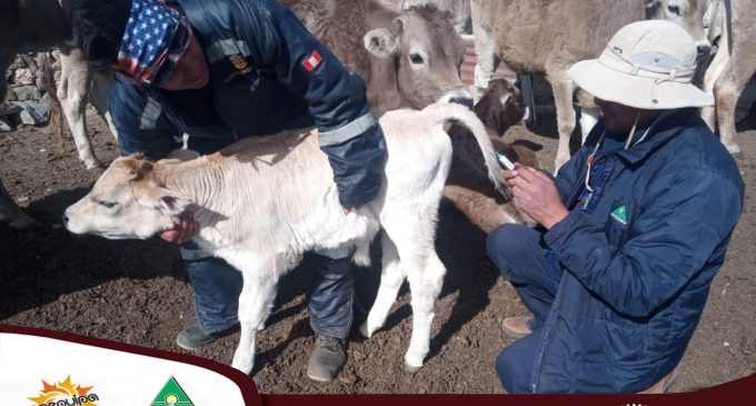 LA AUTORIDAD AUTONOMA DE MAJES REALIZÓ DOSIFICACIÓN EN CAMELIDOS CUMPLIENDO CON LAS MEDIDAS DE RESTAURACIÓN AMBIENTAL COMPENSATORIA EN EL ANEXO DE PUSA PUSA, APACHETA RAJADA Y TARUCAMARCA.