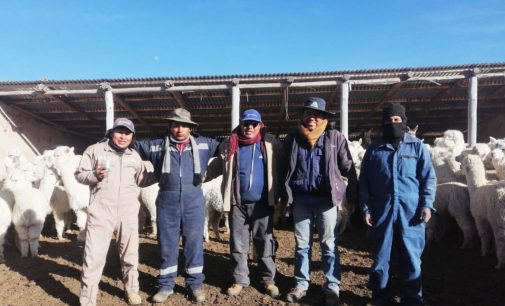 AUTODEMA realiza campañas antiparasitarias en Tarucamarca, Pusa Pusa y Comunidad Campesina Apacheta Rajada