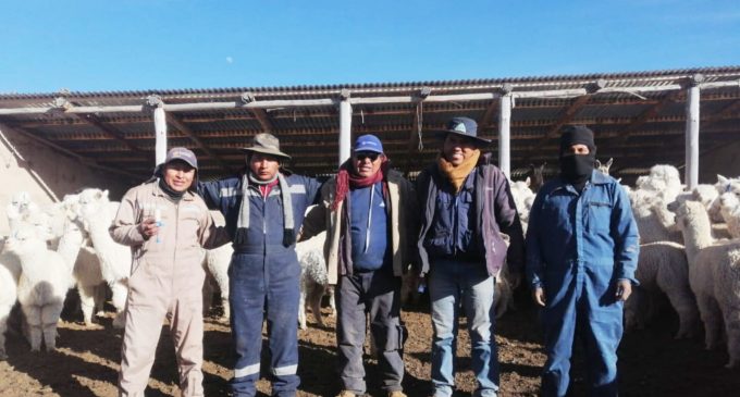 AUTODEMA realiza campañas antiparasitarias en Tarucamarca, Pusa Pusa y Comunidad Campesina Apacheta Rajada