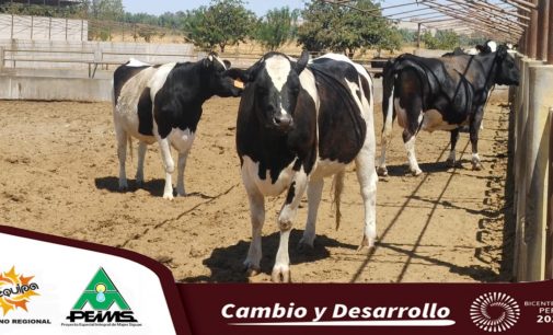 AUTODEMA OPTIMIZA LA PRODUCCIÓN Y CALIDAD DE LECHE Y CARNE CON TRABAJOS DE INVESTIGACIÓN EN MAJES