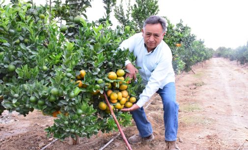 Mandarina W. Murcott, la nueva variedad de agroexportación en la Irrigación Majes