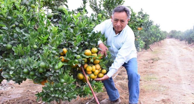 Mandarina W. Murcott, la nueva variedad de agroexportación en la Irrigación Majes