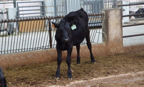 Nacieron primeras terneras híbridas de raza Wagyu en el Centro de Reconversión Agroganadera