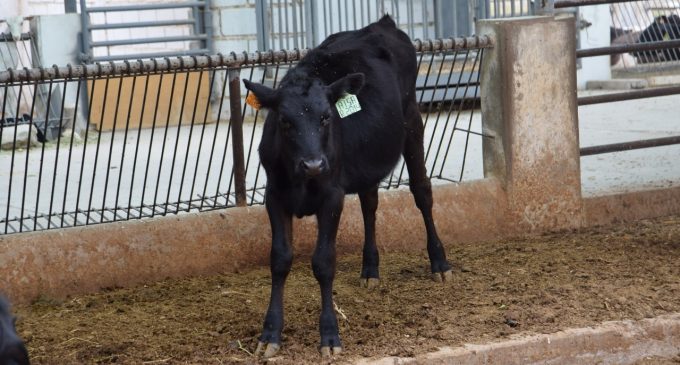 Nacieron primeras terneras híbridas de raza Wagyu en el Centro de Reconversión Agroganadera